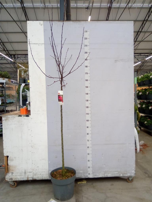 <h4>Malus toringo</h4>