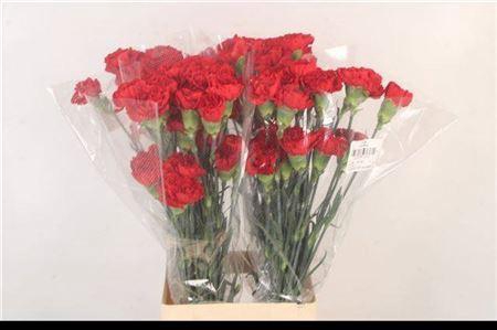 <h4>Di St Virgilio</h4>