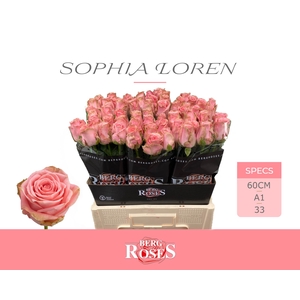 Rozen R GR Sophia Loren 34