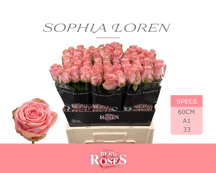 <h4>Rozen R GR Sophia Loren 34</h4>