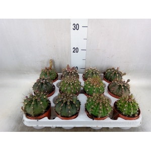 Gymnocalycium mihanov.   ...