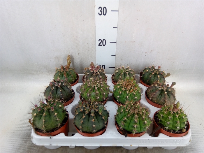 <h4>Gymnocalycium mihanov.   ...</h4>