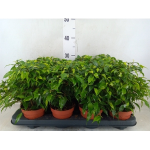 Ficus benja. 'Green Kinky'