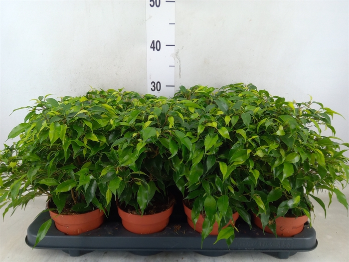 <h4>Ficus benja. 'Green Kinky'</h4>