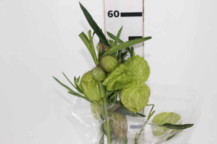 <h4>FOLHAGEM ASCLEPIAS</h4>
