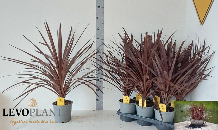 <h4>CORD AUS RED STAR</h4>