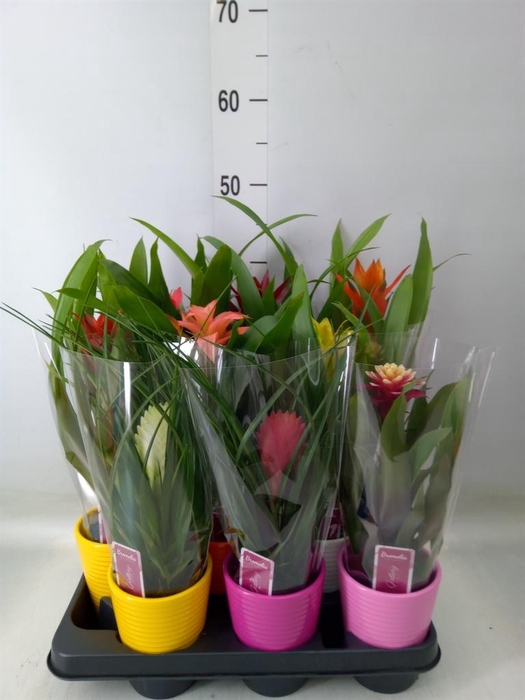 <h4>Bromelia   ...mix</h4>