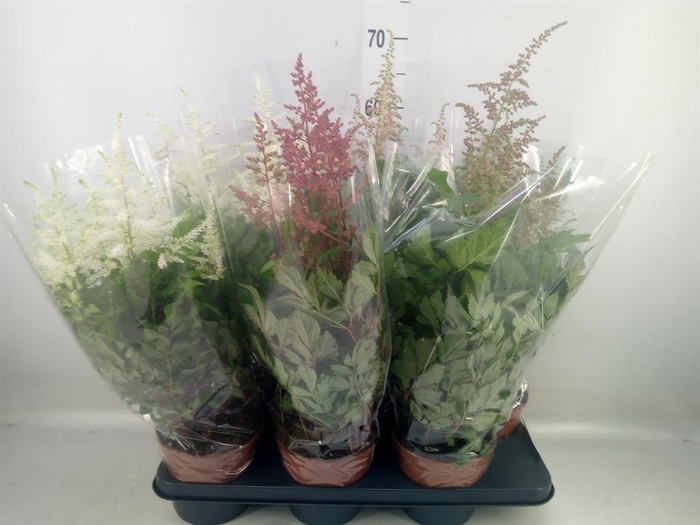 <h4>Astilbe   ...mix</h4>