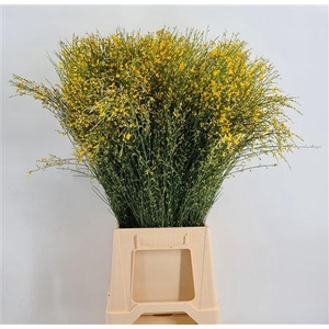 Genista 400gr Col Yellow