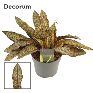 Sansevieria Kirkii Coppertone 12 cm (Decorum)