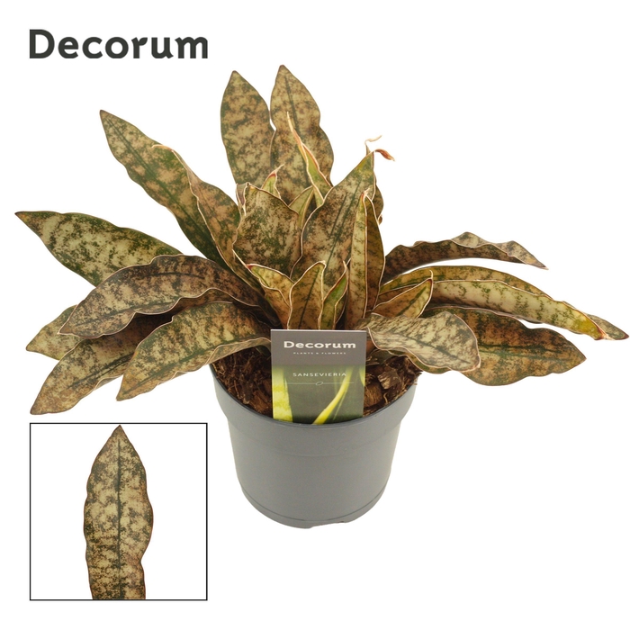 <h4>Sansevieria Kirkii Coppertone 12 cm (Decorum)</h4>