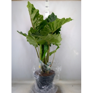 Alocasia portodora