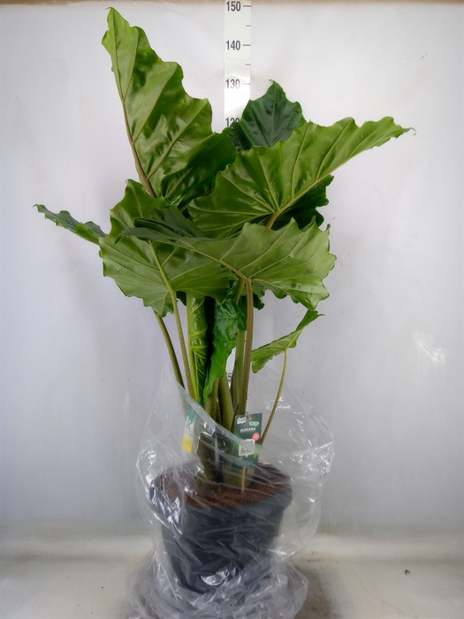 <h4>Alocasia portodora</h4>