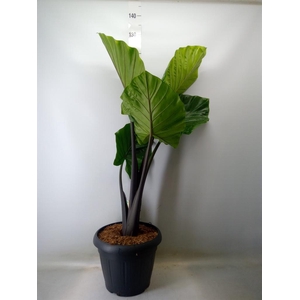 Alocasia   ...