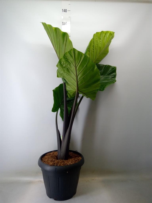 <h4>Alocasia   ...</h4>