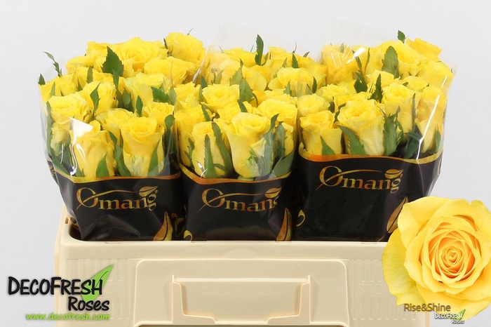 <h4>R Gr Rise & Shine</h4>