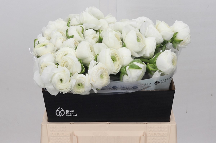 <h4>Ranunculus Elegance White</h4>