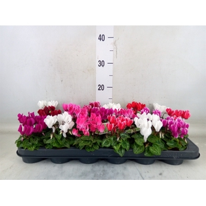 Cyclamen KL 'Windbell'
