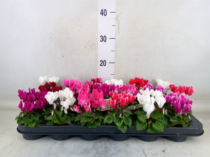 <h4>Cyclamen KL 'Windbell'</h4>