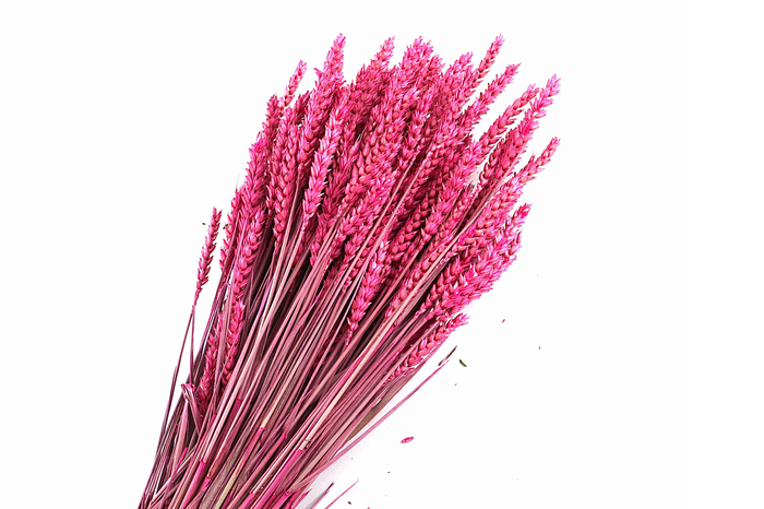 <h4>Tarwe Cerise</h4>