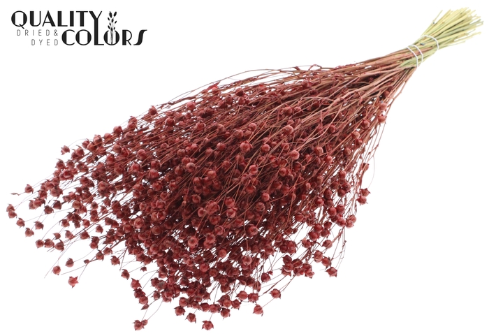 <h4>Lino Vlas p/bunch in poly Terracotta</h4>