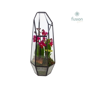 Metalen Lantaarn met Phalaenopsis