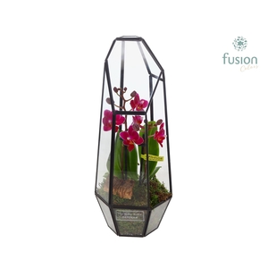 Metalen Lantaarn met Phalaenopsis