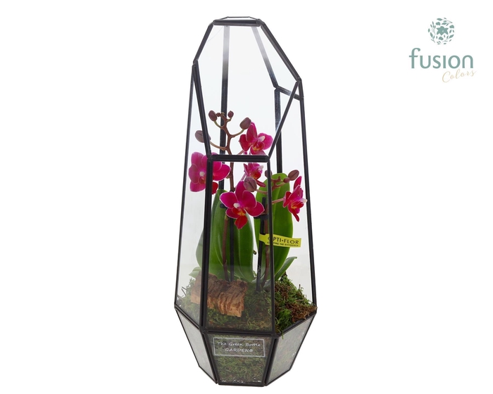 <h4>Metalen Lantaarn met Phalaenopsis</h4>