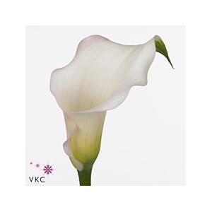 Calla Melrose