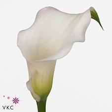<h4>Calla Melrose</h4>