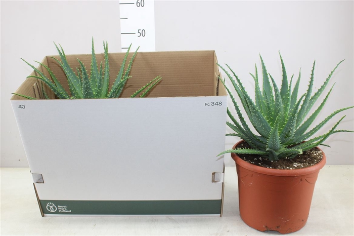 <h4>Aloe Arborescens Xl</h4>