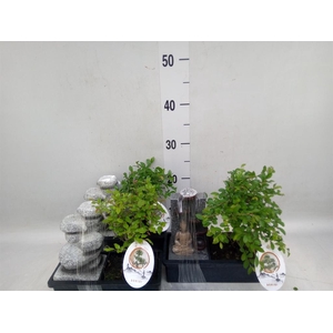 Bonsai   ...mix
