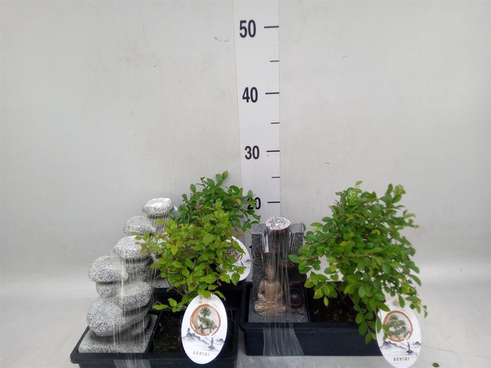 <h4>Bonsai   ...mix</h4>