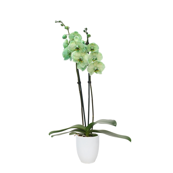 <h4>Hugo White Phal I Am Green 2T14+</h4>