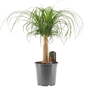 Beaucarnea Recht 21 cm