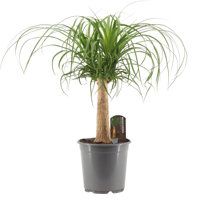 <h4>Beaucarnea Recht 21 cm</h4>