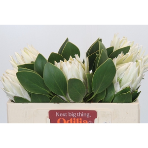 Protea Cyn. Ayoba Arctic Ice