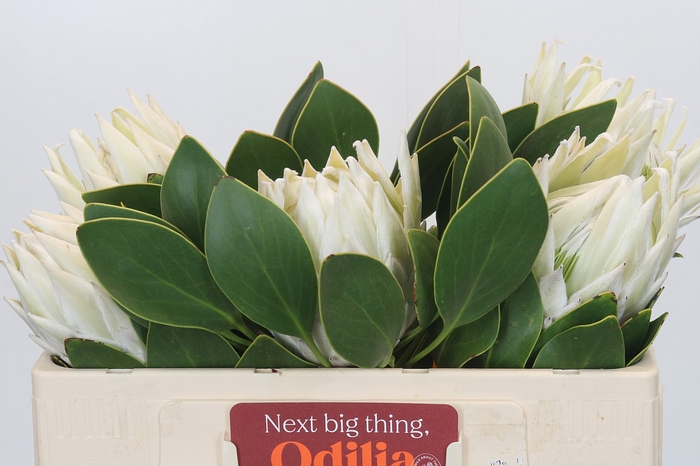 <h4>Protea Cyn. Ayoba Arctic Ice</h4>