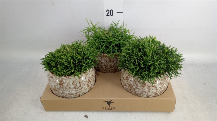 <h4>Rhipsalis   ...mix</h4>