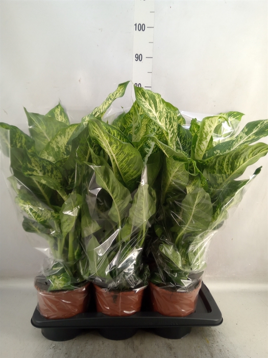 <h4>Dieffenbachia  'Mars'</h4>