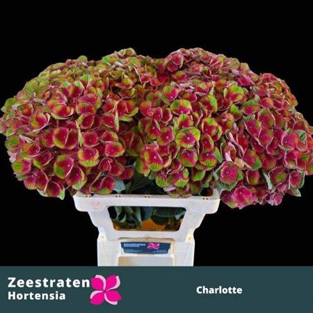 <h4>Hydr M Charlotte Red</h4>