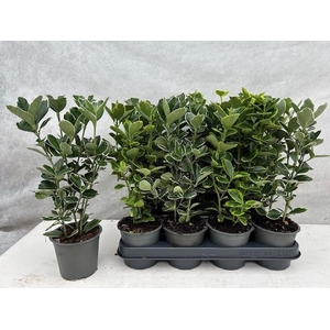 EUONYMUS JAP GEM