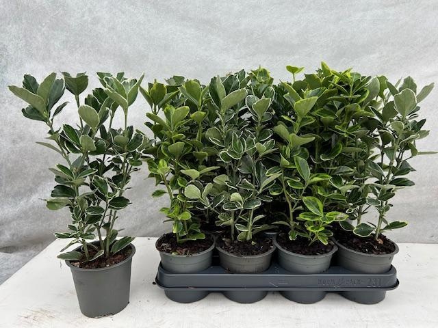<h4>EUONYMUS JAP GEM</h4>