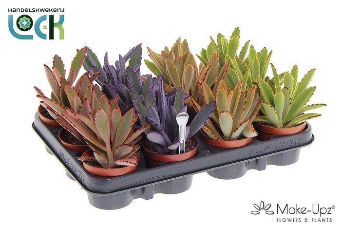 <h4>Kalanchoe Tomentosa Make Upz</h4>