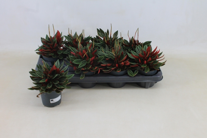 <h4>PEP CA ROSSO</h4>