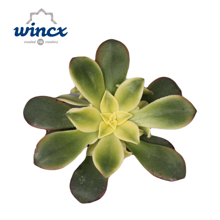 Aeonium Kiwi Cutflower Wincx-5cm