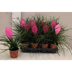 .Tillandsia cyanea