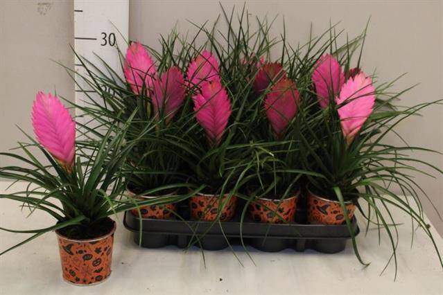 <h4>.Tillandsia cyanea</h4>