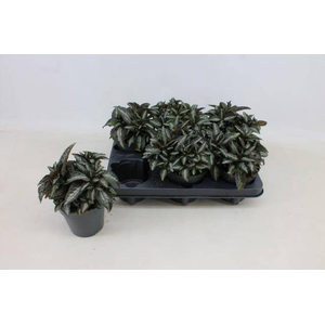 PILEA SPR SILV TREE