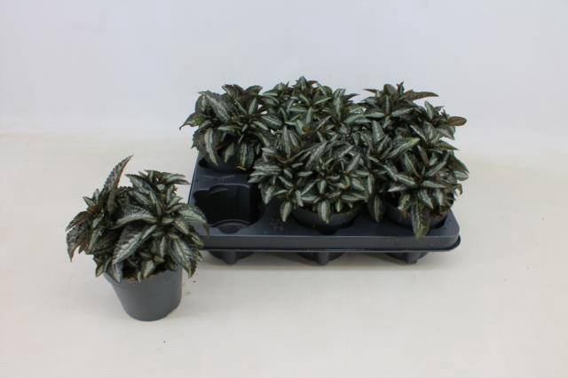 <h4>PILEA SPR SILV TREE</h4>
